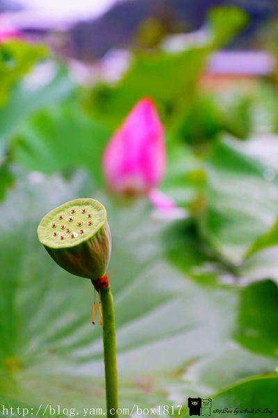 【南投。魚池】霧鎖金龍山。金龍山琉璃光之夜