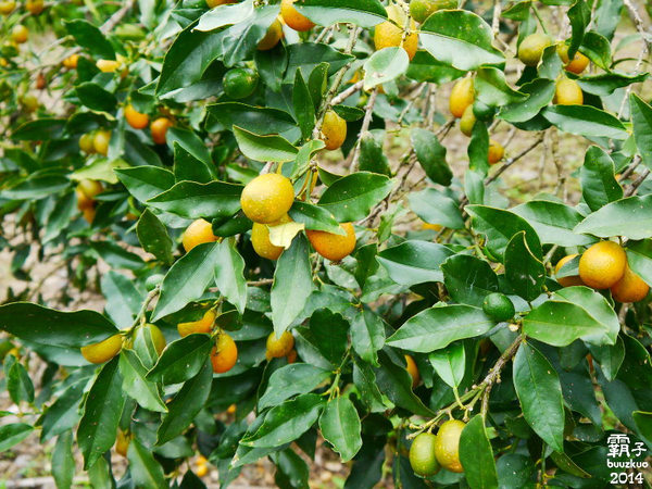 宜兰花果野食趣 ,在果园里面吃金枣的裸食飨宴!