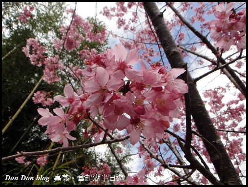 嘉義。奮起湖半日遊