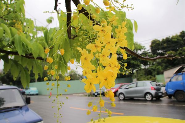 阿里山森林鐵路嘉義車庫：【嘉義景點】阿里山森林鐵路車庫園區~雨中的阿勃勒也是美到不要不要的，雖然沒有艷陽高照，卻多了一股惆悵般的美感