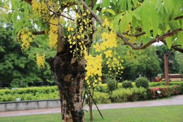 阿里山森林鐵路嘉義車庫：【嘉義景點】阿里山森林鐵路車庫園區~雨中的阿勃勒也是美到不要不要的，雖然沒有艷陽高照，卻多了一股惆悵般的美感