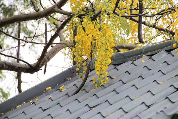 阿里山森林鐵路嘉義車庫：【嘉義景點】阿里山森林鐵路車庫園區~雨中的阿勃勒也是美到不要不要的，雖然沒有艷陽高照，卻多了一股惆悵般的美感