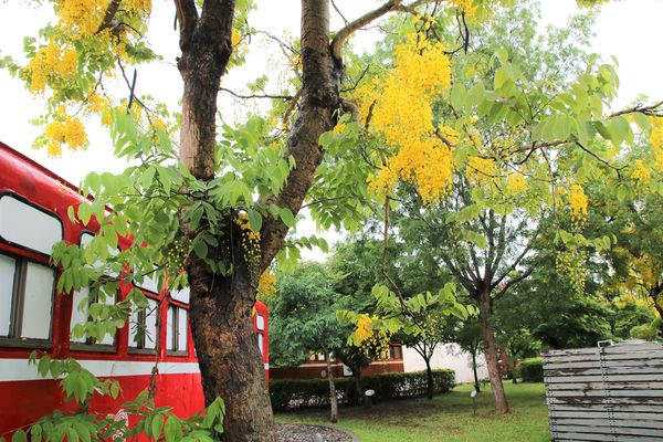 阿里山森林鐵路嘉義車庫：【嘉義景點】阿里山森林鐵路車庫園區~雨中的阿勃勒也是美到不要不要的，雖然沒有艷陽高照，卻多了一股惆悵般的美感