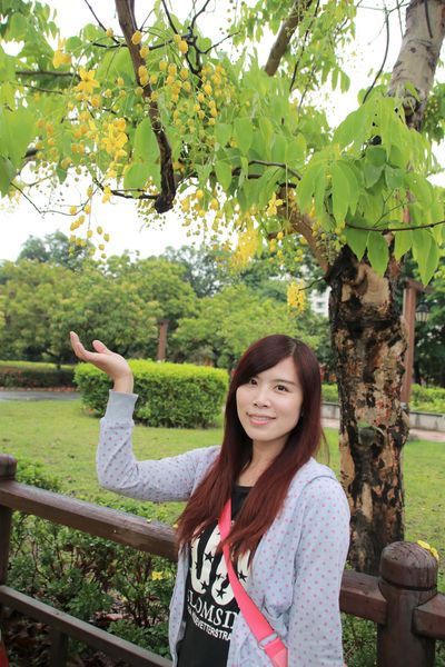 阿里山森林鐵路嘉義車庫：【嘉義景點】阿里山森林鐵路車庫園區~雨中的阿勃勒也是美到不要不要的，雖然沒有艷陽高照，卻多了一股惆悵般的美感