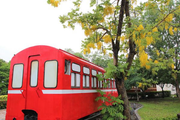 阿里山森林鐵路嘉義車庫：【嘉義景點】阿里山森林鐵路車庫園區~雨中的阿勃勒也是美到不要不要的，雖然沒有艷陽高照，卻多了一股惆悵般的美感