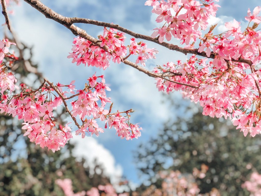 阿里山櫻花季2020。阿里山六大賞櫻景點