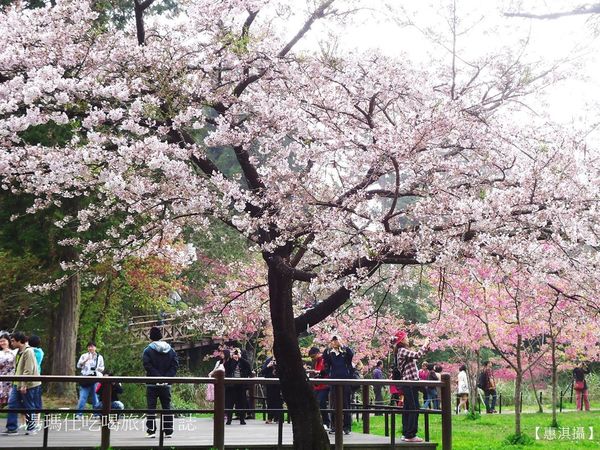 嘉義_阿里山_2015櫻花_10