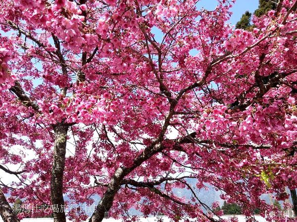 嘉義_阿里山_2015櫻花_12