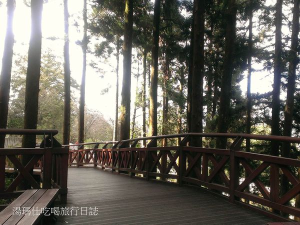 嘉義_阿里山_2015櫻花_03