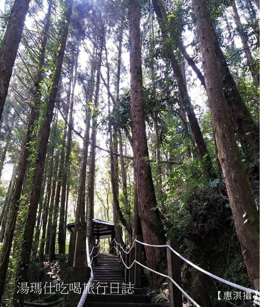 嘉義_阿里山_2015櫻花_04