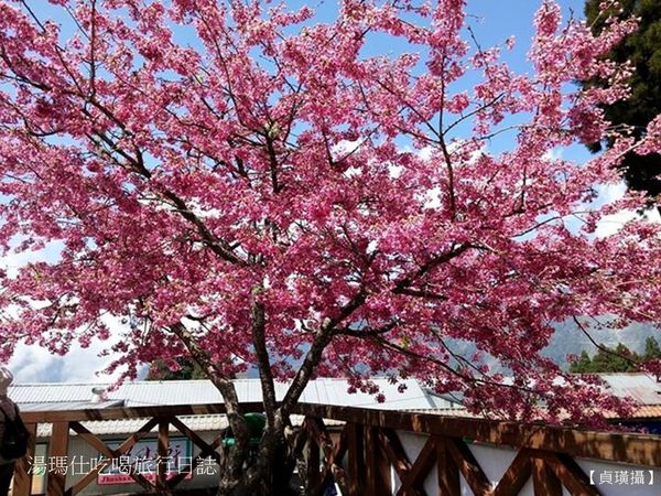 嘉義_阿里山_2015櫻花_06