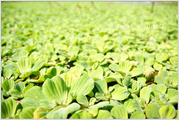 客家大院:客家大院 客家大院:客家大院