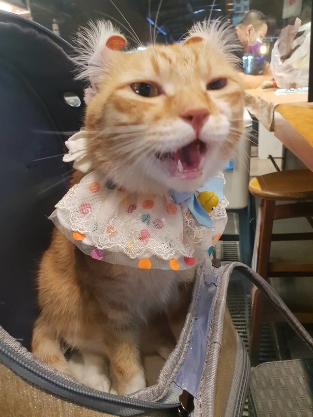 【台中.北屯區】鵝房宮一點利創始店。市場美食日本料理推薦。海鮮丼飯+無菜單料理1680+生魚片+生蠔