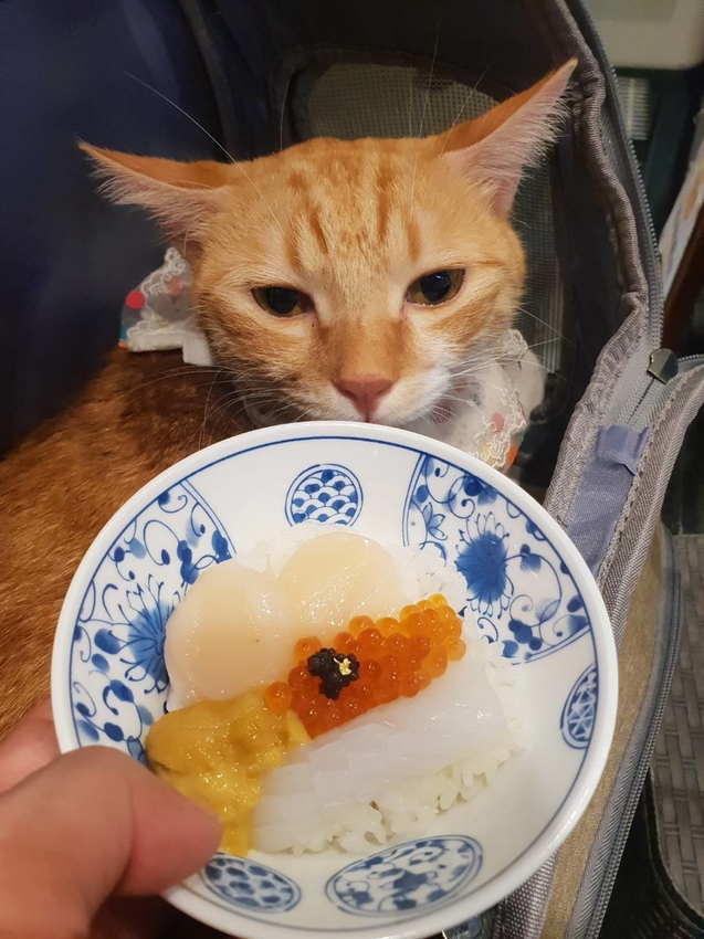 【台中.北屯區】鵝房宮一點利創始店。市場美食日本料理推薦。海鮮丼飯+無菜單料理1680+生魚片+生蠔