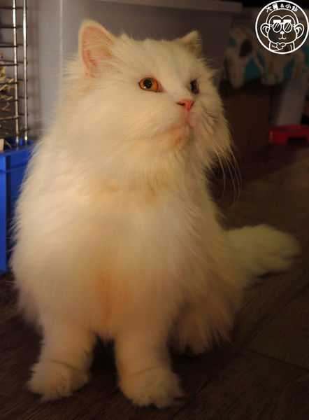 Miao米亞歐隨義小廚:呷飽祙【台北內湖・Miao米亞歐 隨義小廚】巷弄裡的寵物當家義式料理 Miao米亞歐隨義小廚:呷飽祙【台北內湖・Miao米亞歐 隨義小廚】巷弄裡的寵物當家義式料理