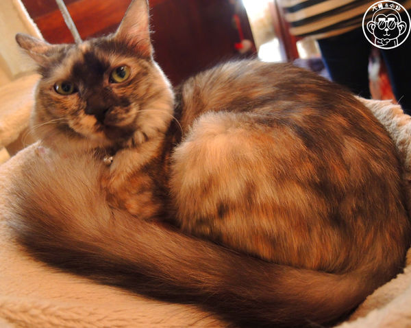 Miao米亞歐隨義小廚:呷飽祙【台北內湖・Miao米亞歐 隨義小廚】巷弄裡的寵物當家義式料理 Miao米亞歐隨義小廚:呷飽祙【台北內湖・Miao米亞歐 隨義小廚】巷弄裡的寵物當家義式料理