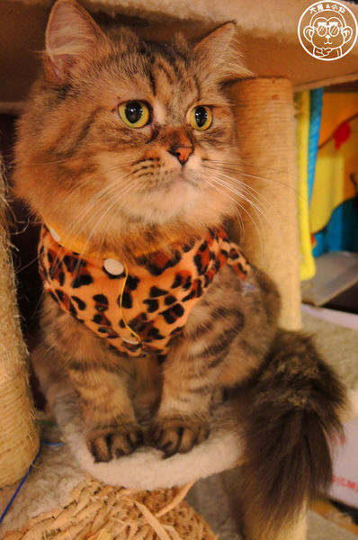 Miao米亞歐隨義小廚:呷飽祙【台北內湖・Miao米亞歐 隨義小廚】巷弄裡的寵物當家義式料理 Miao米亞歐隨義小廚:呷飽祙【台北內湖・Miao米亞歐 隨義小廚】巷弄裡的寵物當家義式料理