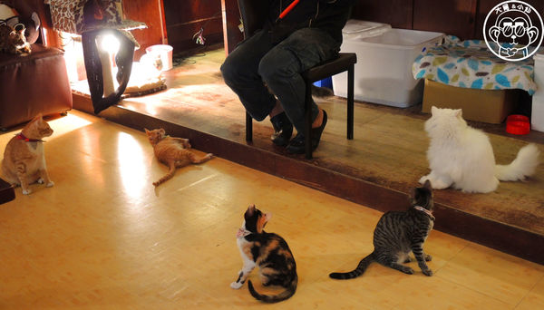 Miao米亞歐隨義小廚:呷飽祙【台北內湖・Miao米亞歐 隨義小廚】巷弄裡的寵物當家義式料理 Miao米亞歐隨義小廚:呷飽祙【台北內湖・Miao米亞歐 隨義小廚】巷弄裡的寵物當家義式料理