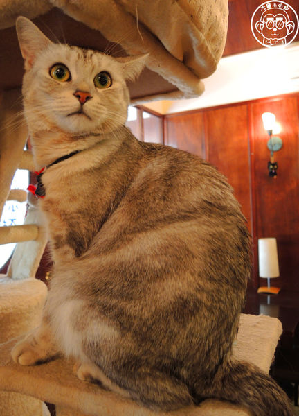 Miao米亞歐隨義小廚:呷飽祙【台北內湖・Miao米亞歐 隨義小廚】巷弄裡的寵物當家義式料理 Miao米亞歐隨義小廚:呷飽祙【台北內湖・Miao米亞歐 隨義小廚】巷弄裡的寵物當家義式料理