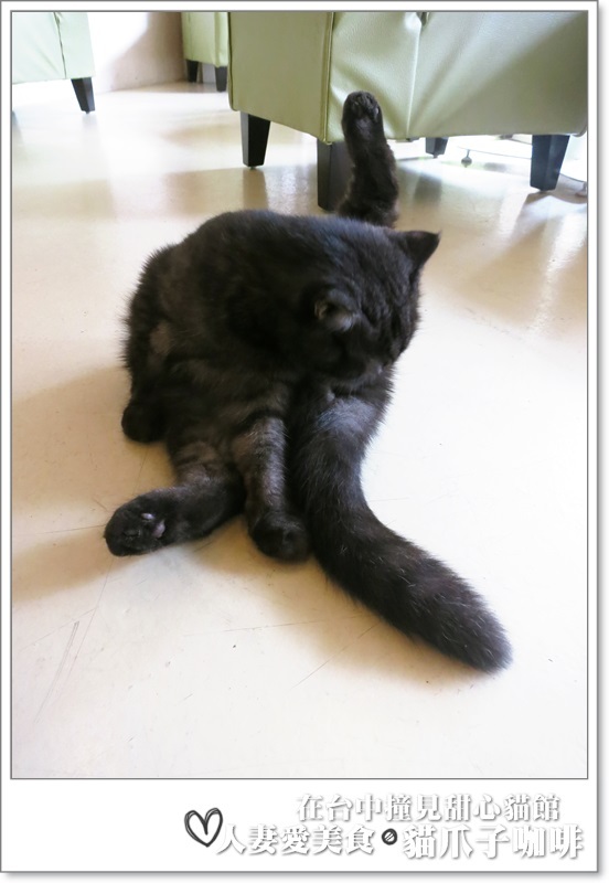 丫頭食記_台中美食_在台中撞見甜心貓餐廳_貓爪子咖啡_玩貓吃東西聊八卦的好地方!!
