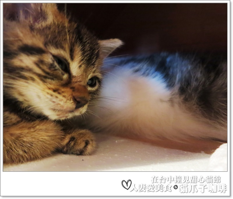 丫頭食記_台中美食_在台中撞見甜心貓餐廳_貓爪子咖啡_玩貓吃東西聊八卦的好地方!!