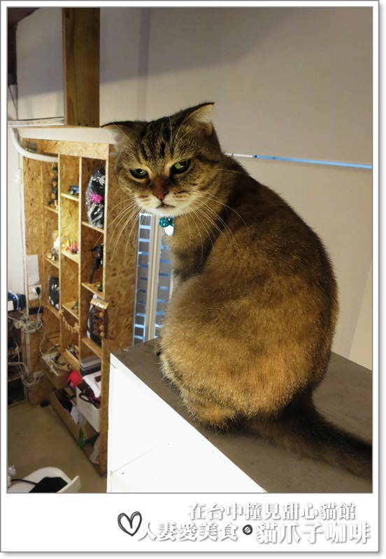 丫頭食記_台中美食_在台中撞見甜心貓餐廳_貓爪子咖啡_玩貓吃東西聊八卦的好地方!!