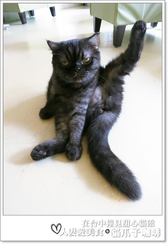 丫頭食記_台中美食_在台中撞見甜心貓餐廳_貓爪子咖啡_玩貓吃東西聊八卦的好地方!!
