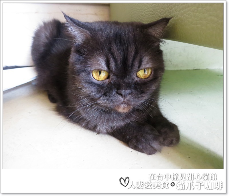 丫頭食記_台中美食_在台中撞見甜心貓餐廳_貓爪子咖啡_玩貓吃東西聊八卦的好地方!!