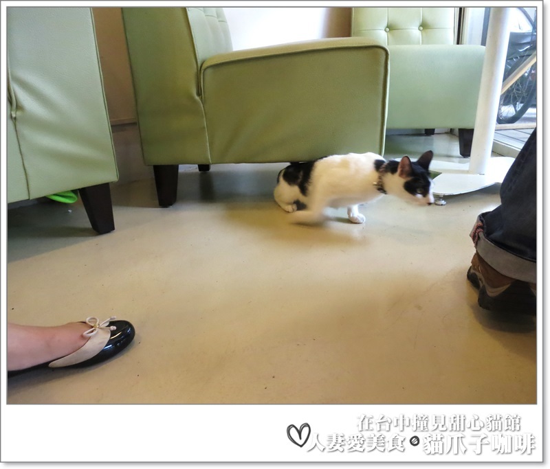 丫頭食記_台中美食_在台中撞見甜心貓餐廳_貓爪子咖啡_玩貓吃東西聊八卦的好地方!!