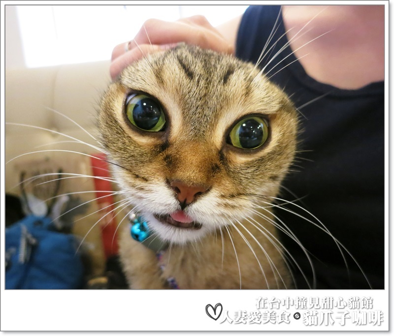 丫頭食記_台中美食_在台中撞見甜心貓餐廳_貓爪子咖啡_玩貓吃東西聊八卦的好地方!!