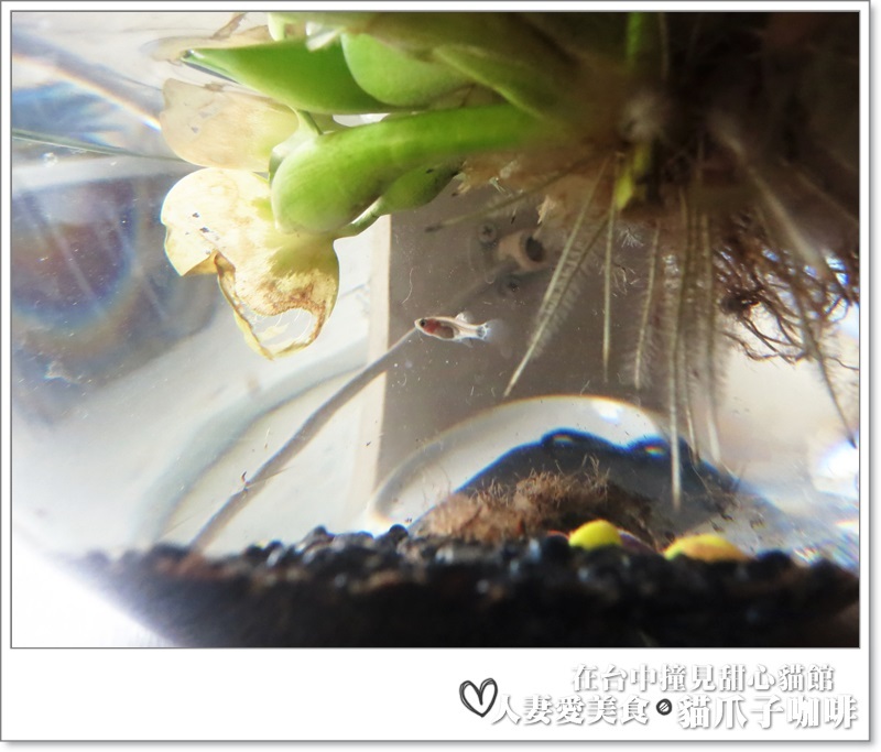 丫頭食記_台中美食_在台中撞見甜心貓餐廳_貓爪子咖啡_玩貓吃東西聊八卦的好地方!!