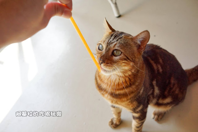 台中市｜美食｜貓爪子咖啡 Cats Claw  Brunch & Cafe