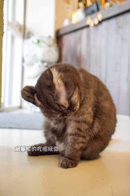 台中市｜美食｜貓爪子咖啡 Cats Claw  Brunch & Cafe