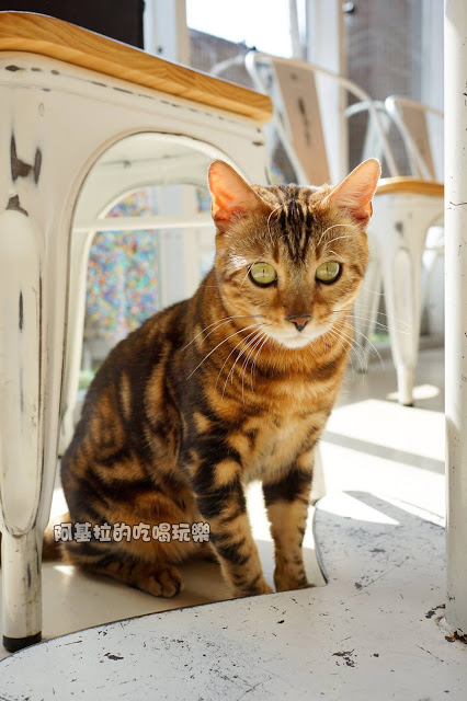 台中市｜美食｜貓爪子咖啡 Cats Claw  Brunch & Cafe