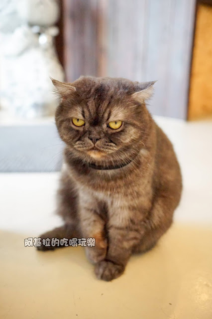 台中市｜美食｜貓爪子咖啡 Cats Claw  Brunch & Cafe