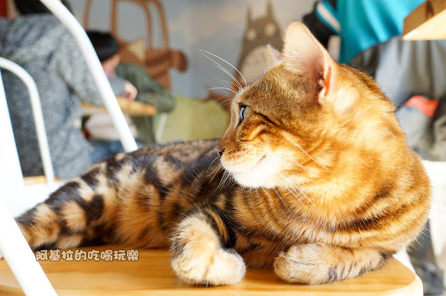 台中市｜美食｜貓爪子咖啡 Cats Claw  Brunch & Cafe