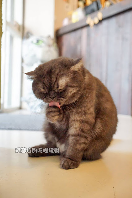 台中市｜美食｜貓爪子咖啡 Cats Claw  Brunch & Cafe