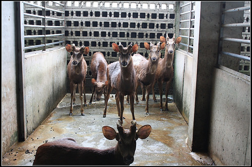 《幸福親子行》宜蘭冬山。花鹿米主題民宿(梅花湖休閒農業區)~親子友善民宿