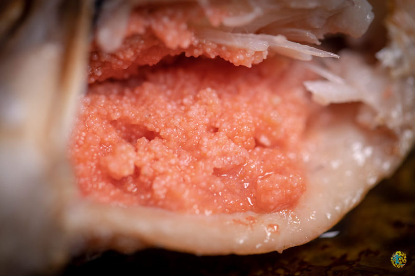 台北居酒屋推薦》川賀燒烤居酒屋 - 超優質深夜食堂 招牌奶油螃蟹馬頭魚不容錯過 - 時空幻境 凌雲江海清