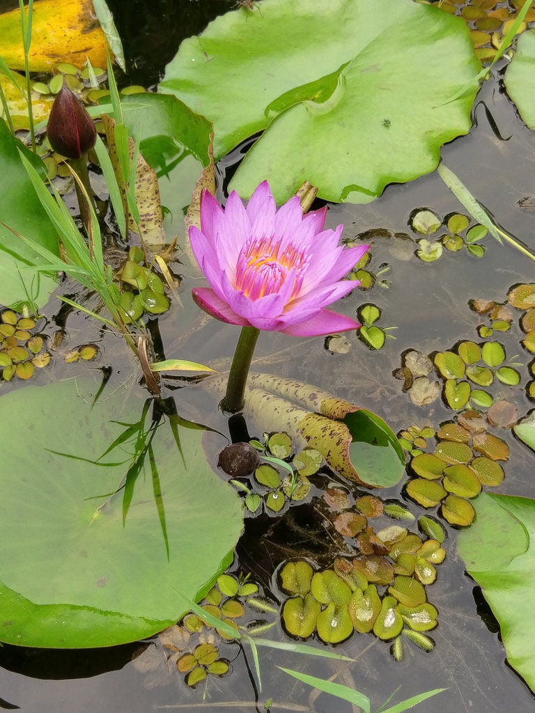 1492303271426 1492303271426