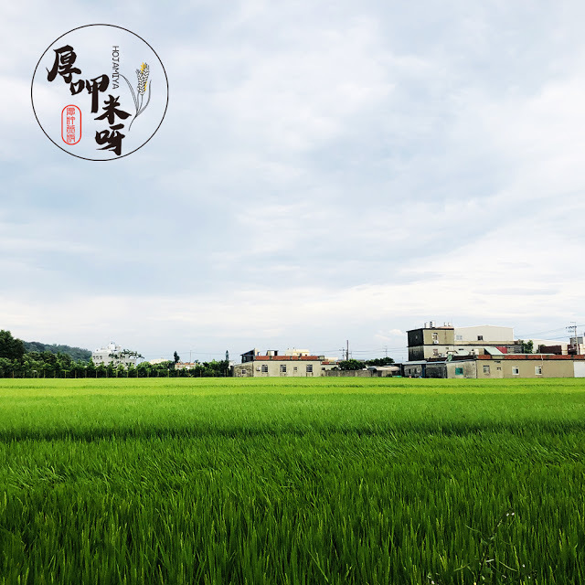 【厚呷米呀│新竹竹北】喜木咖啡 初訪 ㊣巷弄小店/㊣田中央玻璃屋/㊣特色司康好食/三五好友聊天放鬆必約/一不小心就錯過的好店㊣隱藏版咖啡下午茶 (無插座)