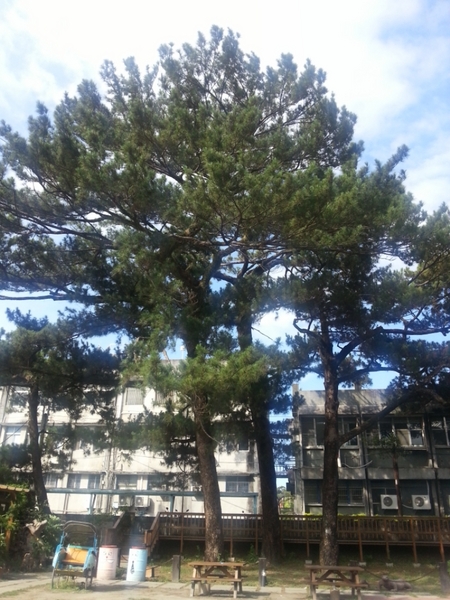 松園別館(Pine Garden)：【花蓮旅遊】2015年6月到松園別館來文藝一下吧!