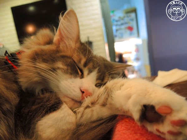 小春日和 動物雜貨:呷飽祙【台北松山・小春日和】結合寵物美容的複合式咖啡廳 小春日和 動物雜貨:呷飽祙【台北松山・小春日和】結合寵物美容的複合式咖啡廳