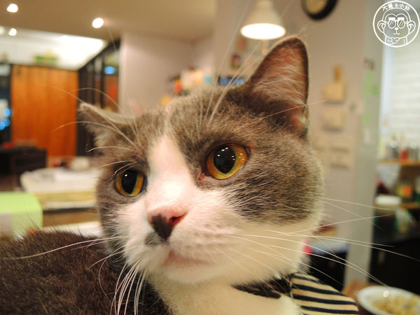 小春日和 動物雜貨:呷飽祙【台北松山・小春日和】結合寵物美容的複合式咖啡廳 小春日和 動物雜貨:呷飽祙【台北松山・小春日和】結合寵物美容的複合式咖啡廳