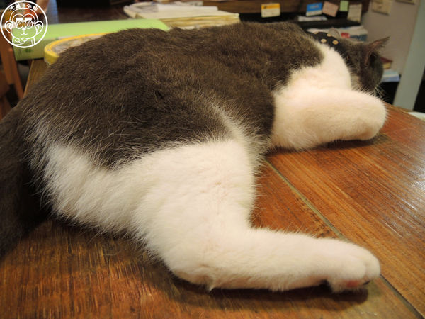 小春日和 動物雜貨:呷飽祙【台北松山・小春日和】結合寵物美容的複合式咖啡廳 小春日和 動物雜貨:呷飽祙【台北松山・小春日和】結合寵物美容的複合式咖啡廳