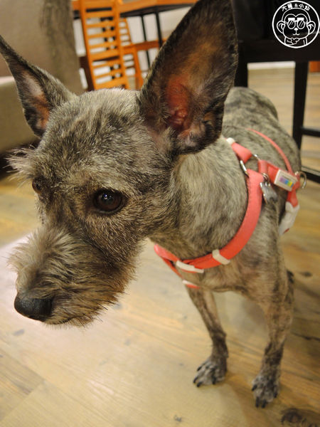 小春日和 動物雜貨:呷飽祙【台北松山・小春日和】結合寵物美容的複合式咖啡廳 小春日和 動物雜貨:呷飽祙【台北松山・小春日和】結合寵物美容的複合式咖啡廳