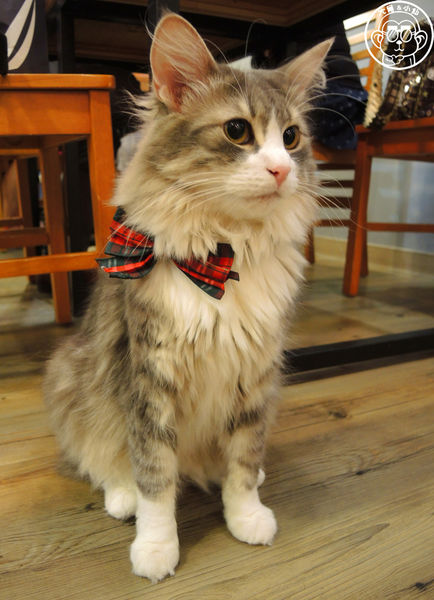 小春日和 動物雜貨:呷飽祙【台北松山・小春日和】結合寵物美容的複合式咖啡廳 小春日和 動物雜貨:呷飽祙【台北松山・小春日和】結合寵物美容的複合式咖啡廳