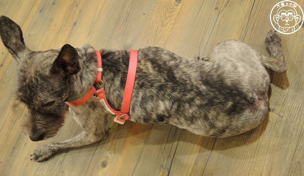 小春日和 動物雜貨:呷飽祙【台北松山・小春日和】結合寵物美容的複合式咖啡廳 小春日和 動物雜貨:呷飽祙【台北松山・小春日和】結合寵物美容的複合式咖啡廳