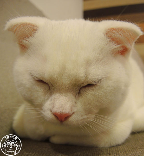 小春日和 動物雜貨:呷飽祙【台北松山・小春日和】結合寵物美容的複合式咖啡廳 小春日和 動物雜貨:呷飽祙【台北松山・小春日和】結合寵物美容的複合式咖啡廳