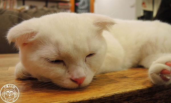 小春日和 動物雜貨:呷飽祙【台北松山・小春日和】結合寵物美容的複合式咖啡廳 小春日和 動物雜貨:呷飽祙【台北松山・小春日和】結合寵物美容的複合式咖啡廳